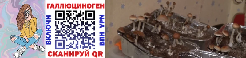 Галлюциногенные грибы Psilocybe  наркотики  Смоленск 